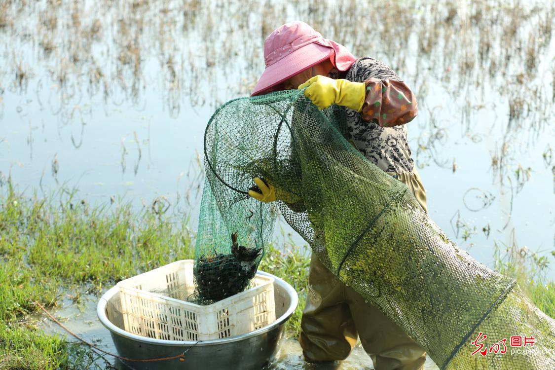 特色种养促乡村振兴
