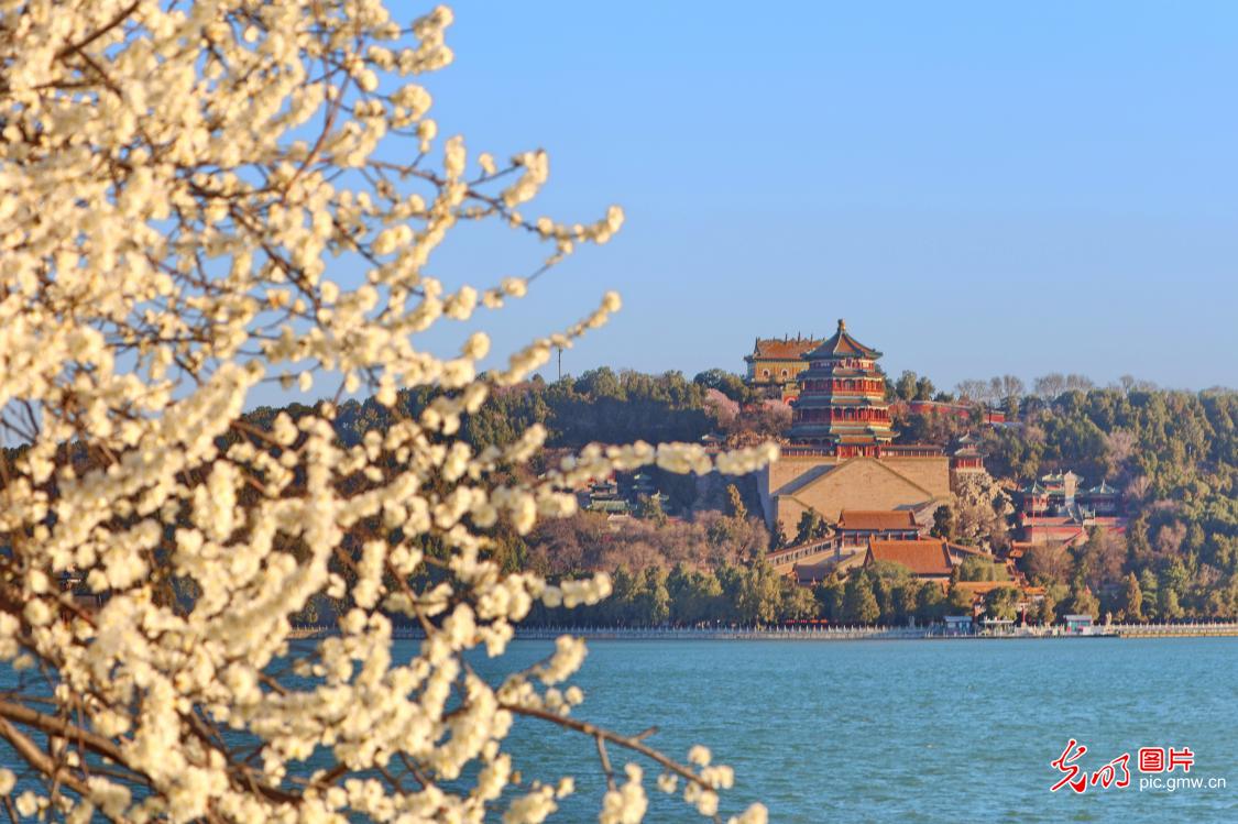 桃红柳绿春意浓 天鹅戏水画中游