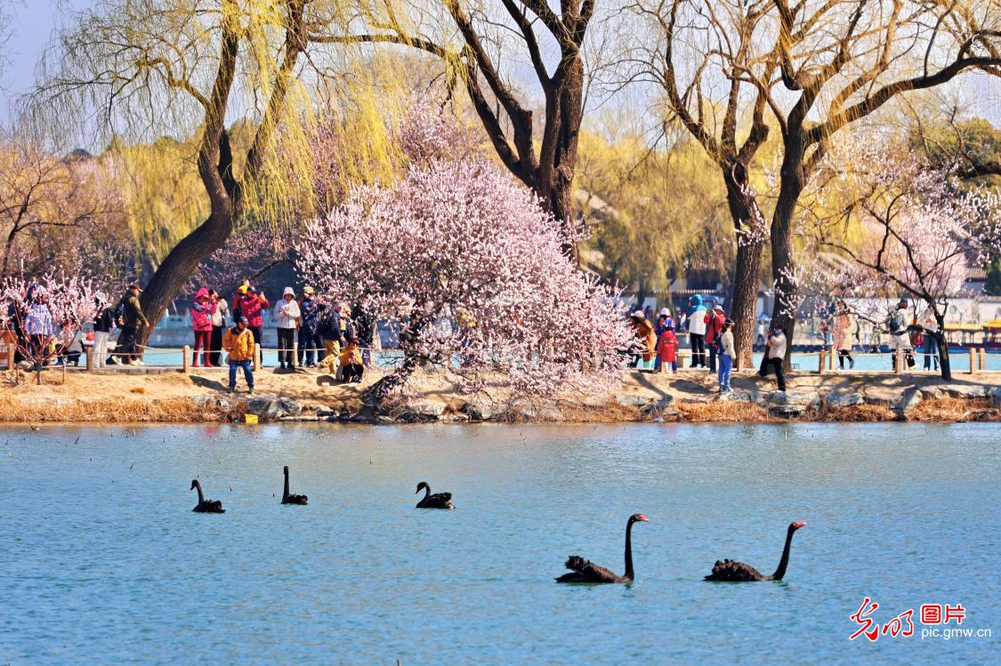 桃红柳绿春意浓 天鹅戏水画中游