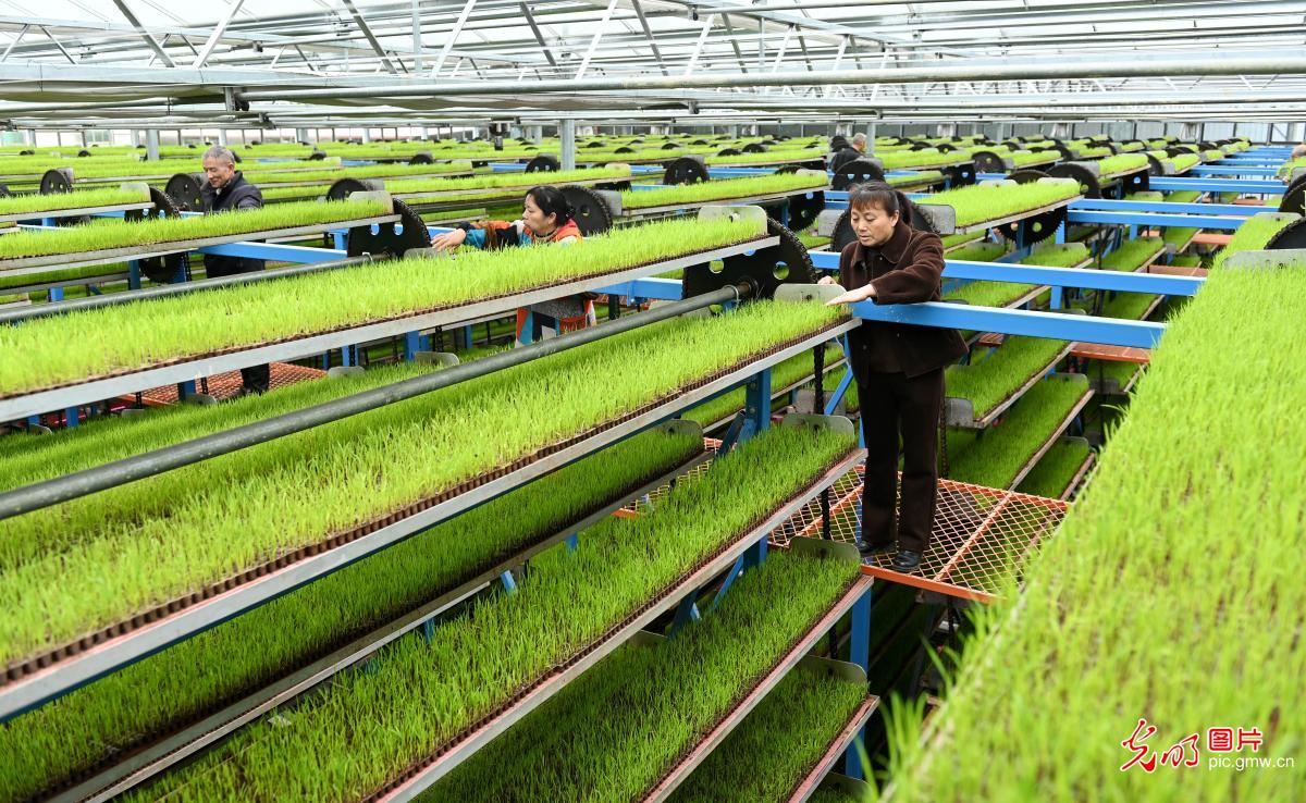 智能化育秧 助力粮食生产