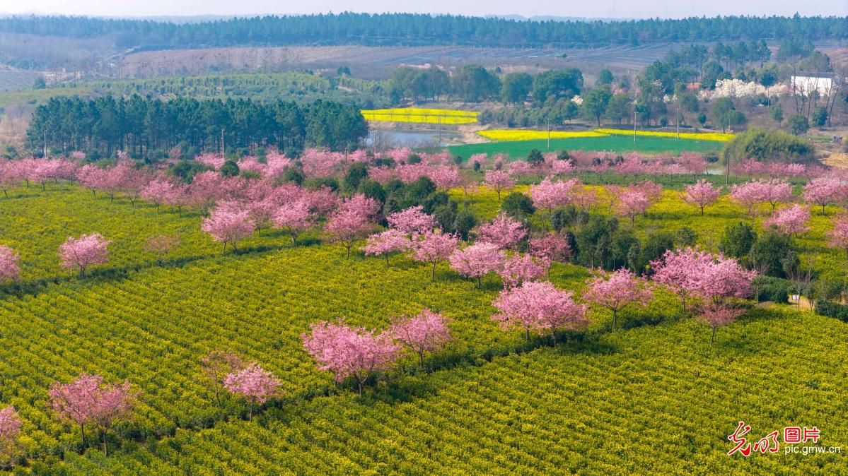 樱花映春茶&nbsp;农旅助振兴