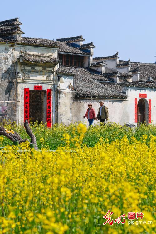 【AIGC动画】春天的顶流 是这片油菜花给的 【AIGC动画】春天的顶流 是这片油菜花给的