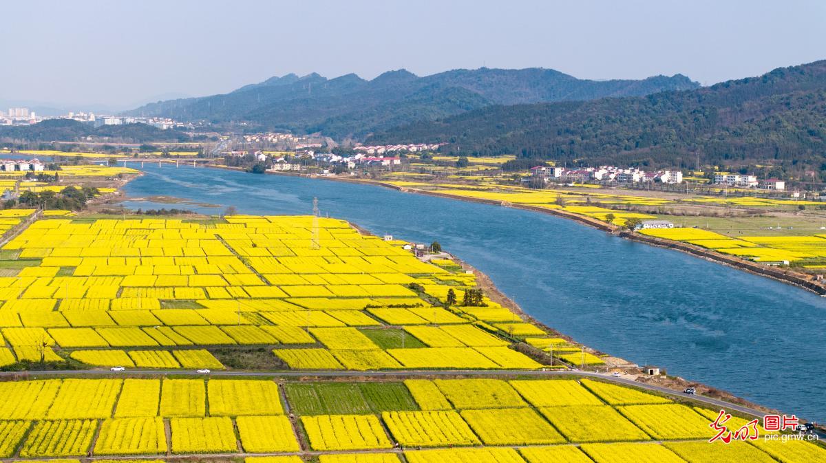 【AIGC动画】春天的顶流 是这片油菜花给的 【AIGC动画】春天的顶流 是这片油菜花给的