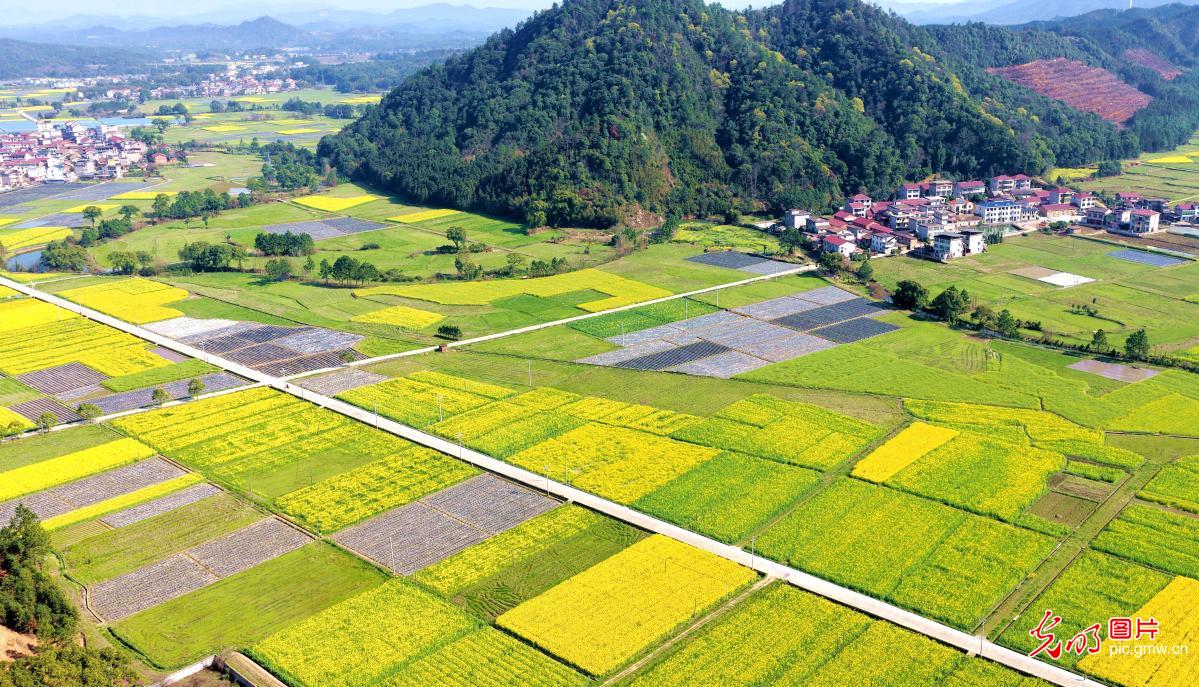 【AIGC动画】春天的顶流 是这片油菜花给的 【AIGC动画】春天的顶流 是这片油菜花给的