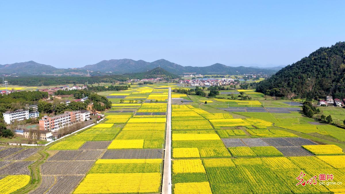 【AIGC动画】春天的顶流 是这片油菜花给的 【AIGC动画】春天的顶流 是这片油菜花给的