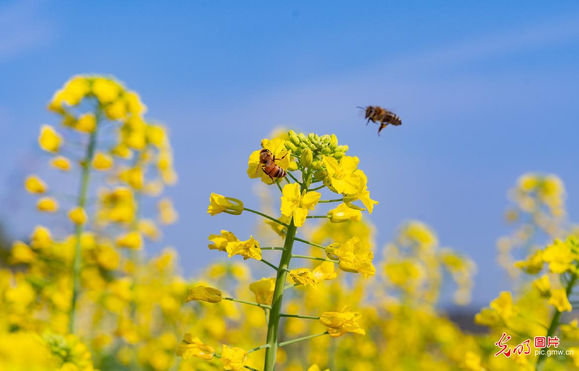 【AIGC动画】春天的顶流 是这片油菜花给的 【AIGC动画】春天的顶流 是这片油菜花给的