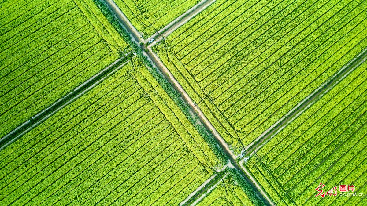 【AIGC动画】春天的顶流 是这片油菜花给的 【AIGC动画】春天的顶流 是这片油菜花给的