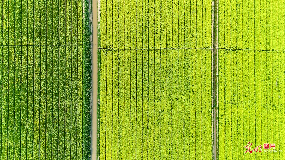 【AIGC动画】春天的顶流 是这片油菜花给的 【AIGC动画】春天的顶流 是这片油菜花给的