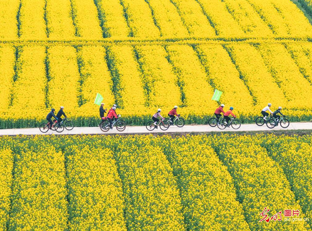 【AIGC动画】春天的顶流 是这片油菜花给的 【AIGC动画】春天的顶流 是这片油菜花给的