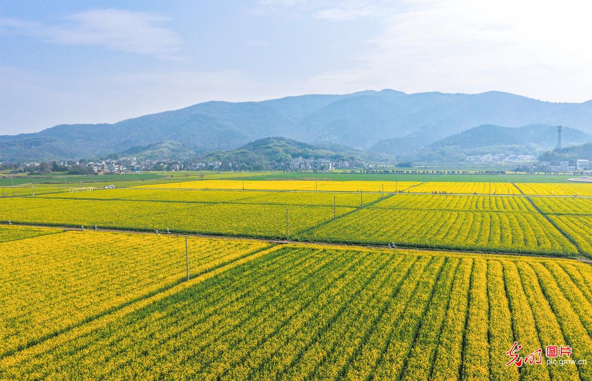 【AIGC动画】春天的顶流 是这片油菜花给的 【AIGC动画】春天的顶流 是这片油菜花给的