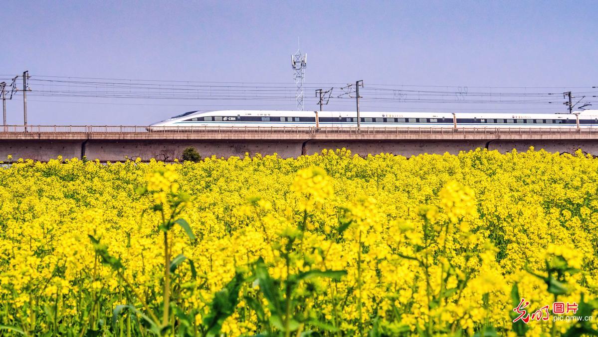 【AIGC动画】春天的顶流 是这片油菜花给的 【AIGC动画】春天的顶流 是这片油菜花给的