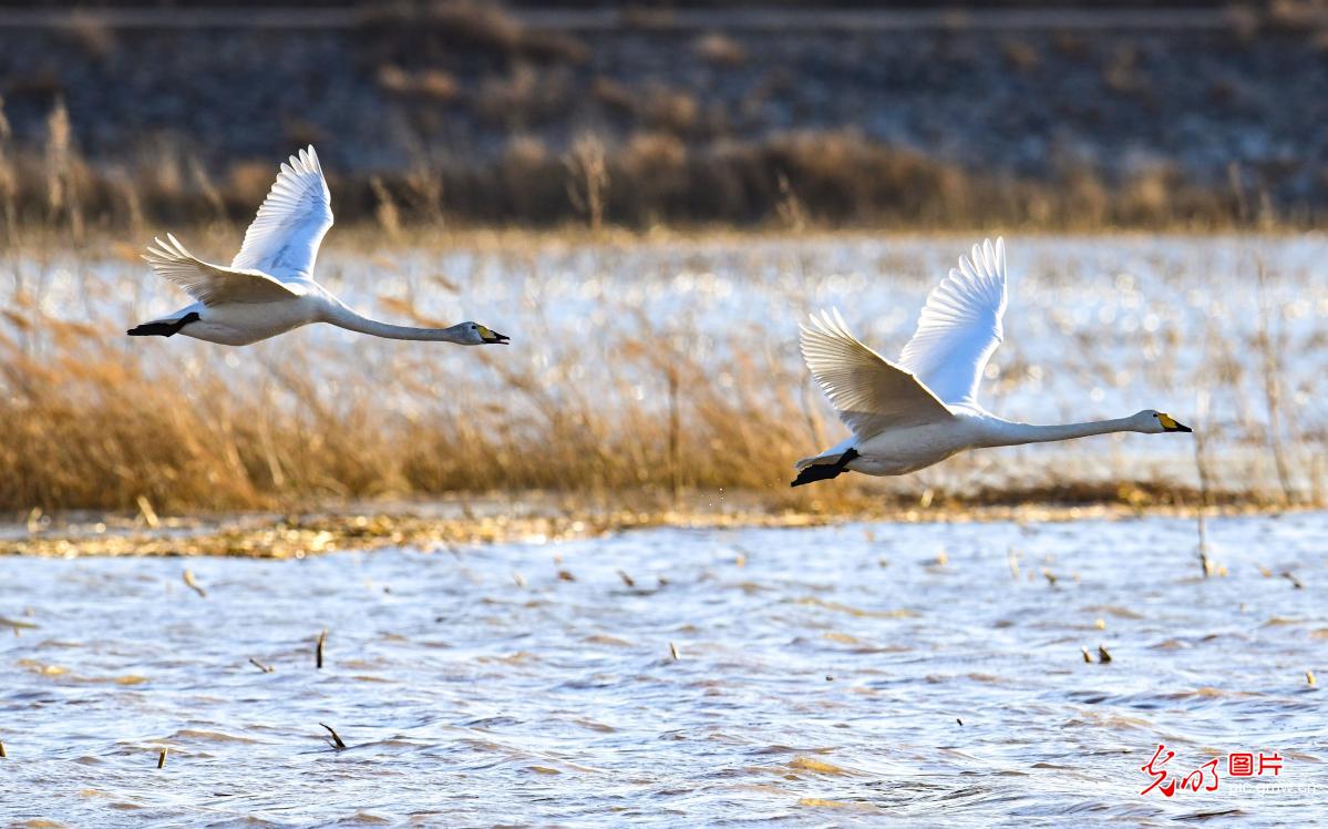 【大美中国·AIGC动画】天鹅翩跹嬉戏 绘就生态之美 【大美中国·AIGC动画】天鹅翩跹嬉戏 绘就生态之美