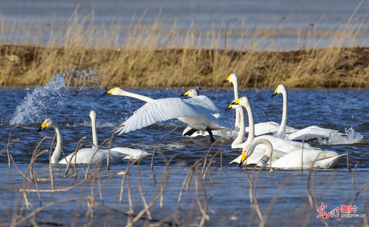 【大美中国·AIGC动画】天鹅翩跹嬉戏 绘就生态之美 【大美中国·AIGC动画】天鹅翩跹嬉戏 绘就生态之美