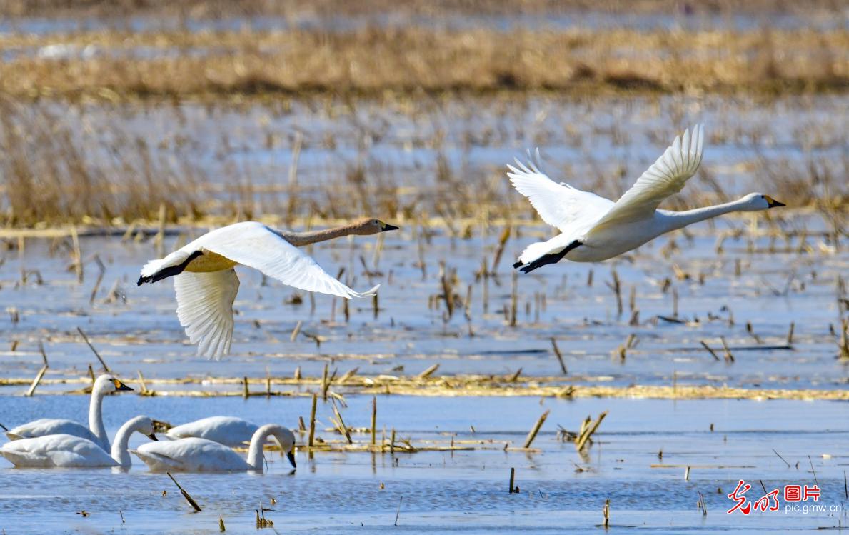 【大美中国·AIGC动画】天鹅翩跹嬉戏 绘就生态之美 【大美中国·AIGC动画】天鹅翩跹嬉戏 绘就生态之美
