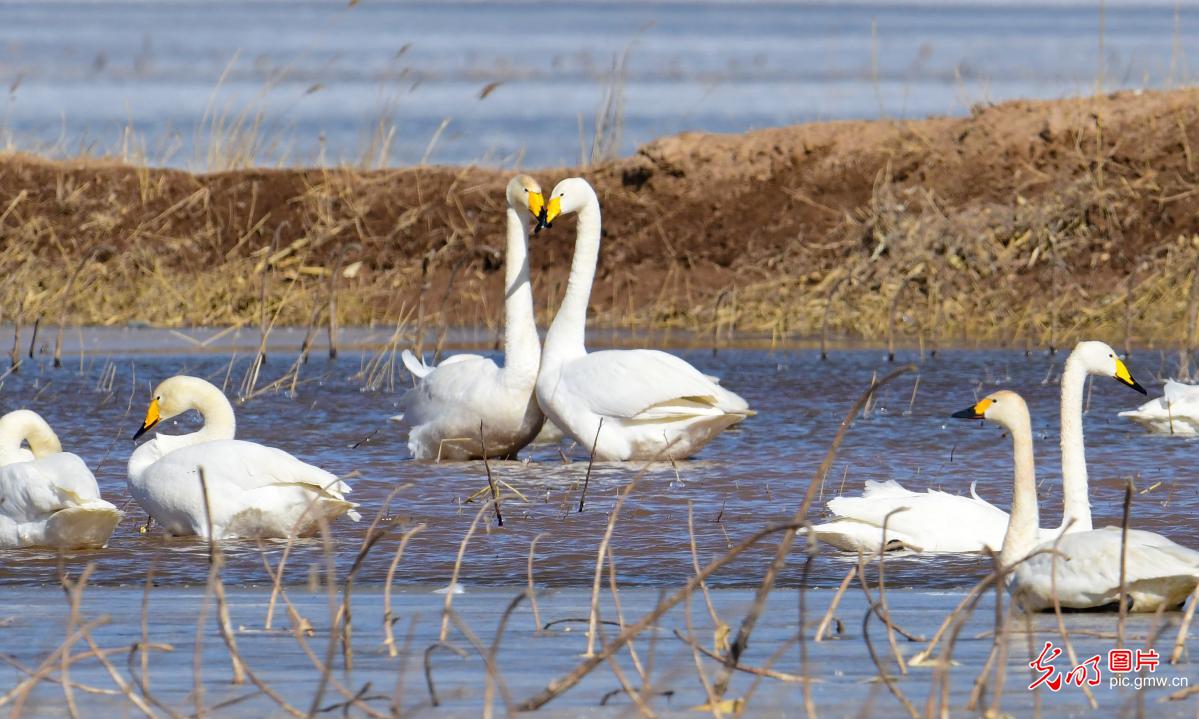 【大美中国·AIGC动画】天鹅翩跹嬉戏 绘就生态之美 【大美中国·AIGC动画】天鹅翩跹嬉戏 绘就生态之美
