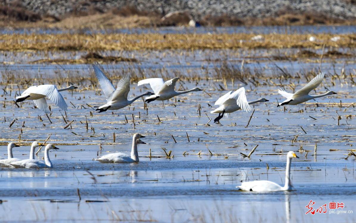 【大美中国·AIGC动画】天鹅翩跹嬉戏 绘就生态之美 【大美中国·AIGC动画】天鹅翩跹嬉戏 绘就生态之美