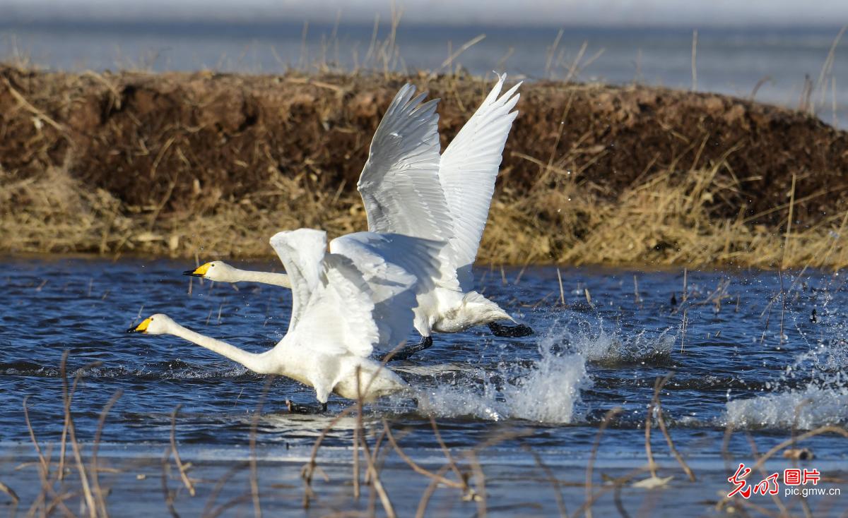【大美中国·AIGC动画】天鹅翩跹嬉戏 绘就生态之美 【大美中国·AIGC动画】天鹅翩跹嬉戏 绘就生态之美