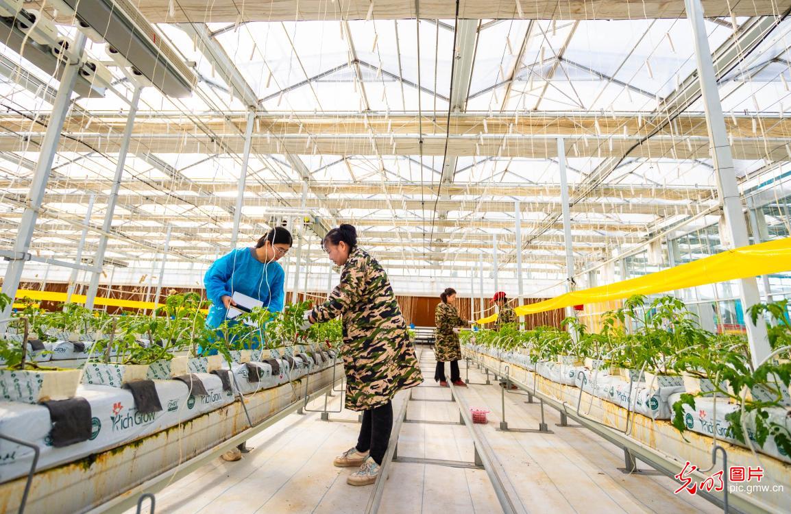 智慧农业为乡村振兴注入新动能