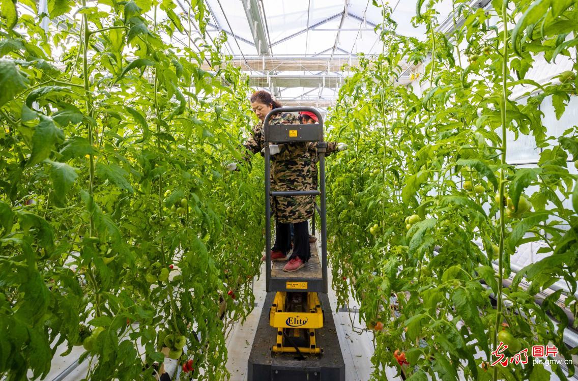 智慧农业为乡村振兴注入新动能