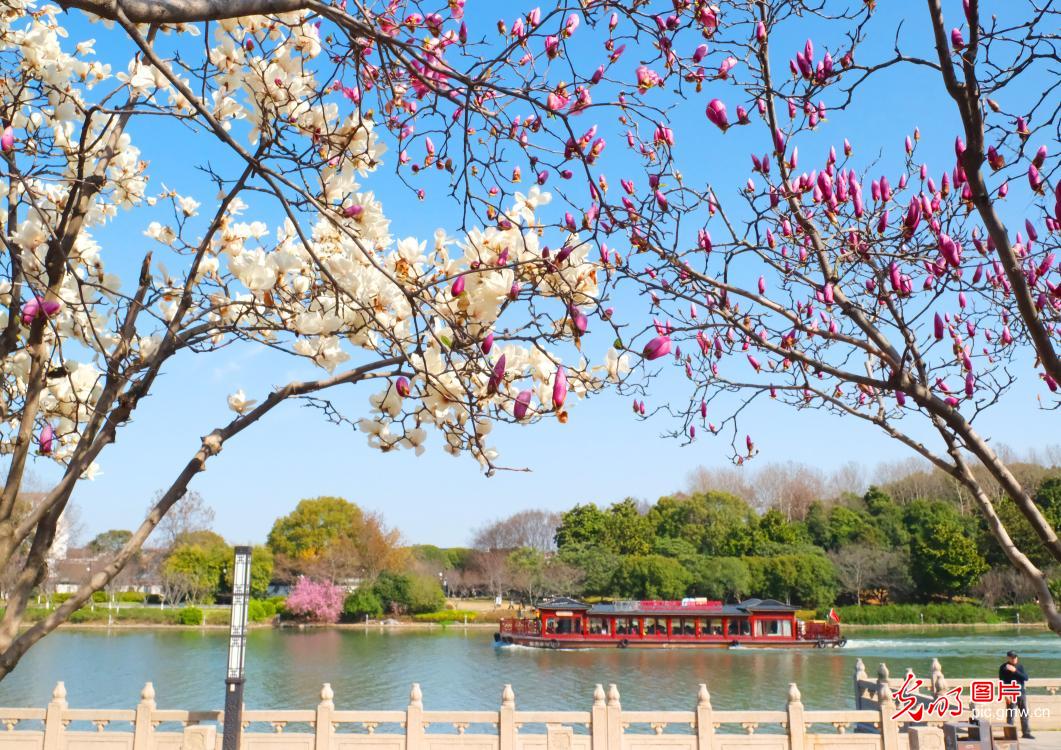 古运河水清岸绿春意浓