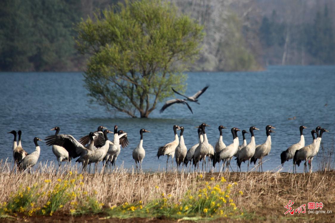 “高原精灵”黑颈鹤陆续北迁