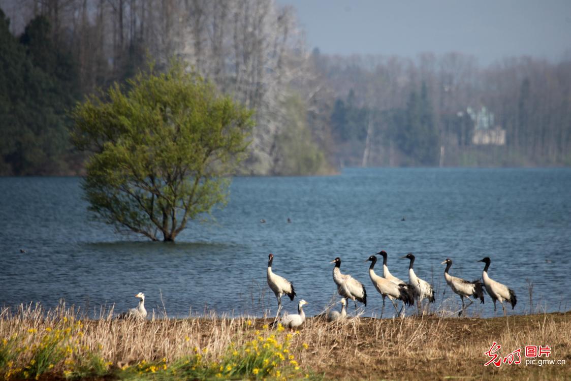 “高原精灵”黑颈鹤陆续北迁