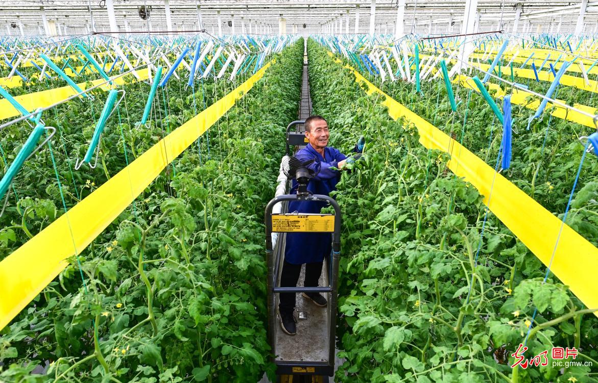 智慧农业赋能乡村发展 智慧农业赋能乡村发展