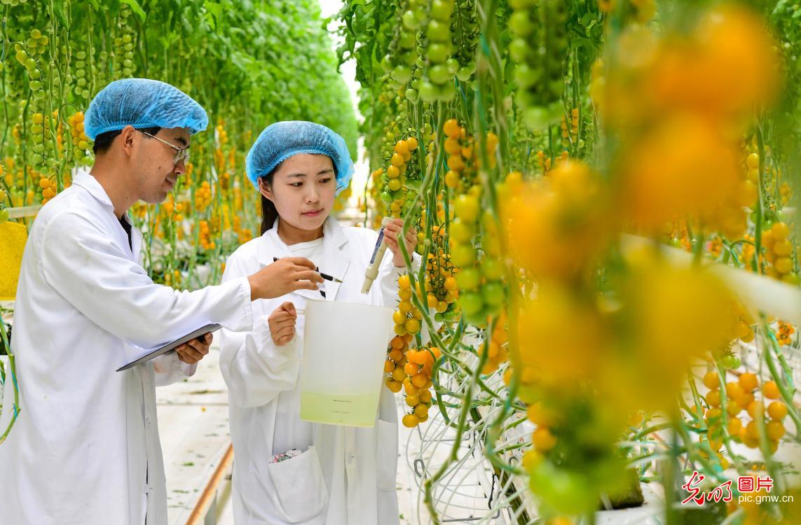 智慧农业赋能乡村发展 智慧农业赋能乡村发展