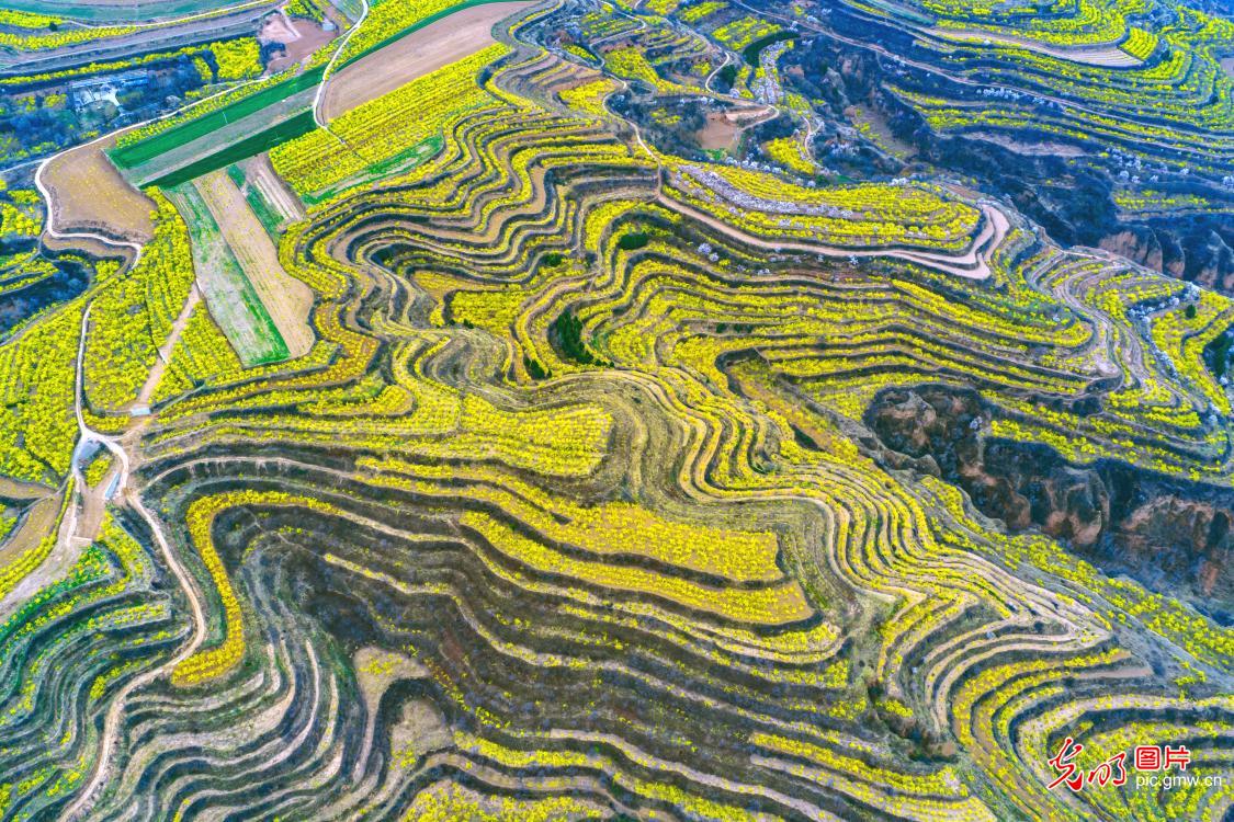 连翘花开满山披上“黄金甲”