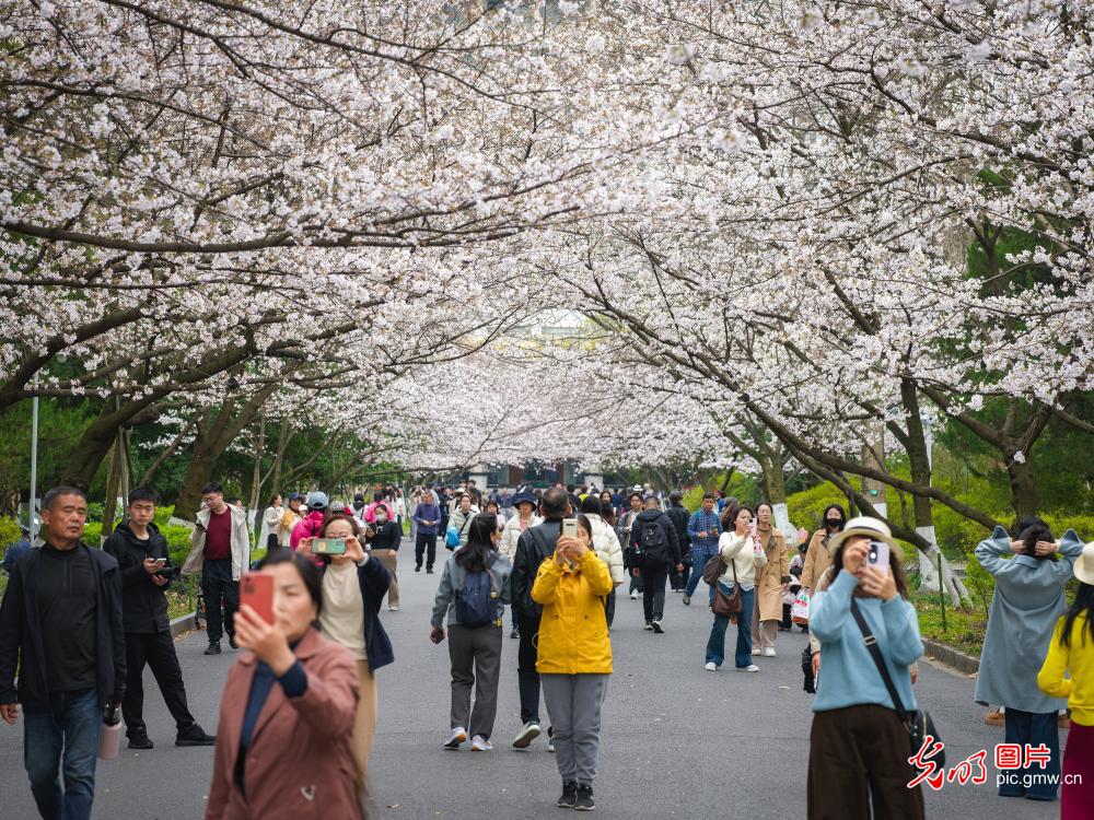 樱花绽放校园美