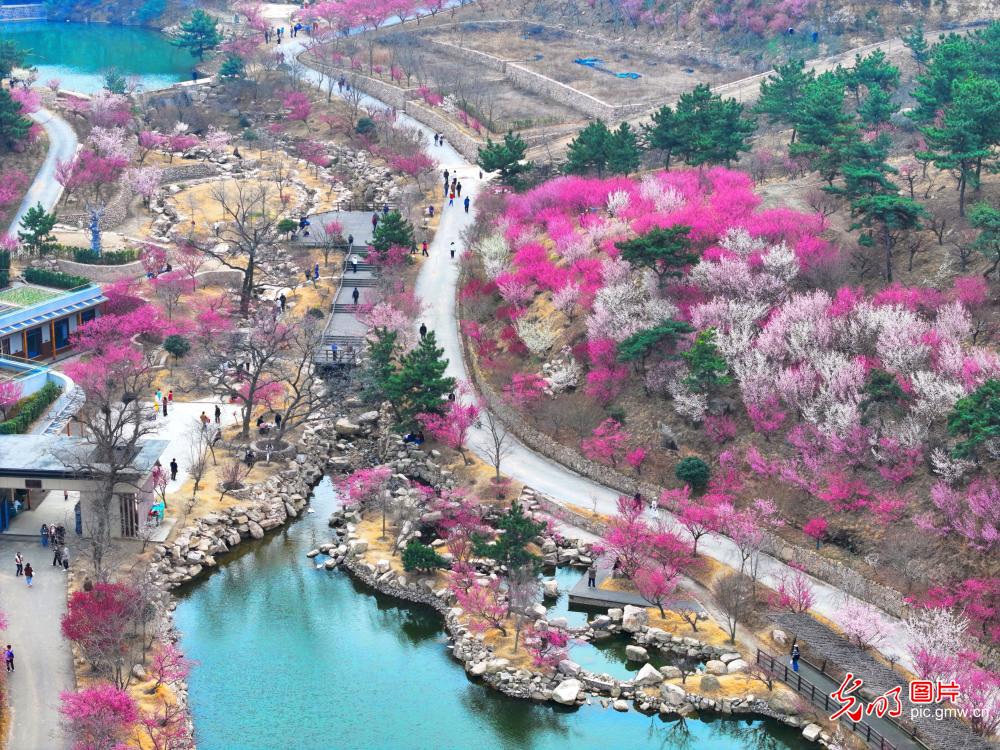 梅花盛开醉游人