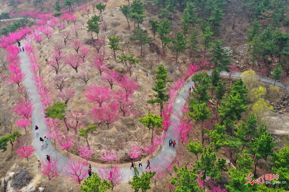 梅花盛开醉游人