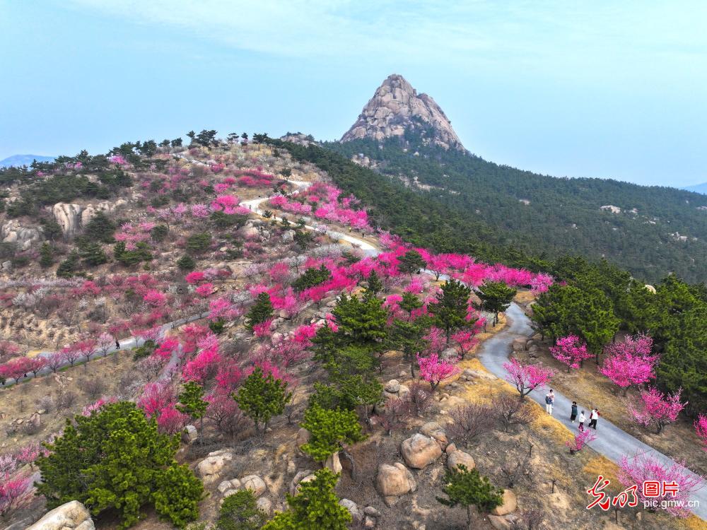 梅花盛开醉游人
