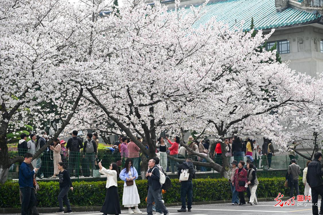 武汉大学樱花绽放