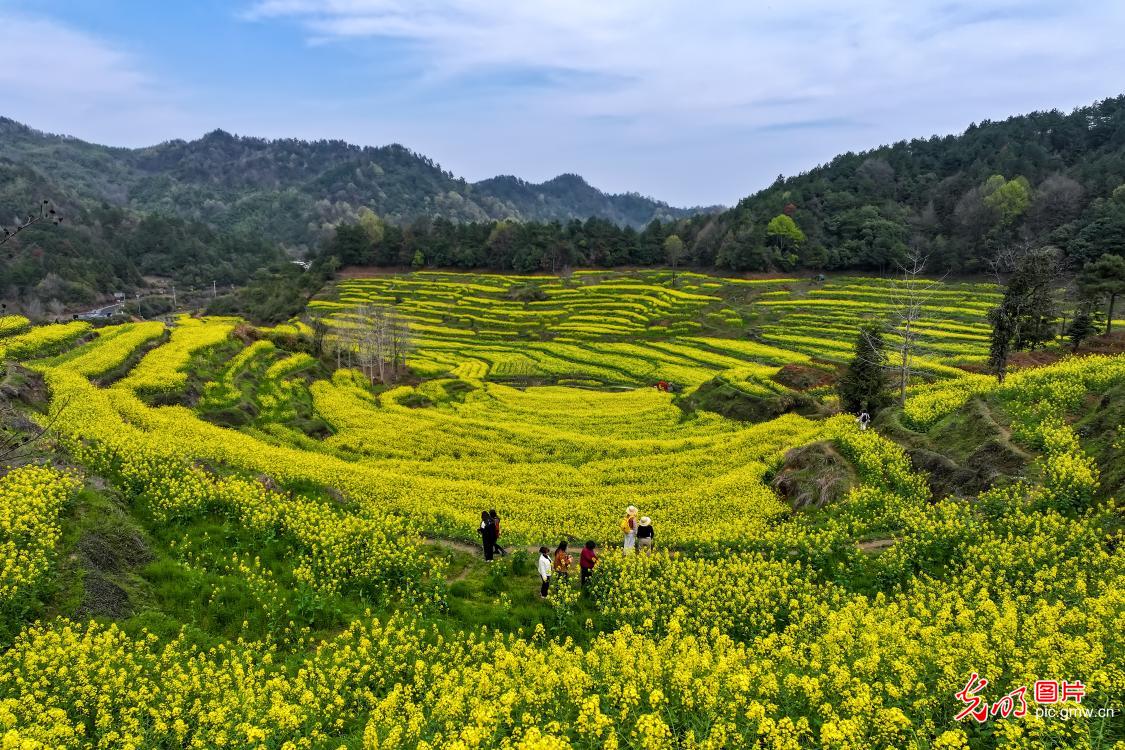 灵山花开迎客来