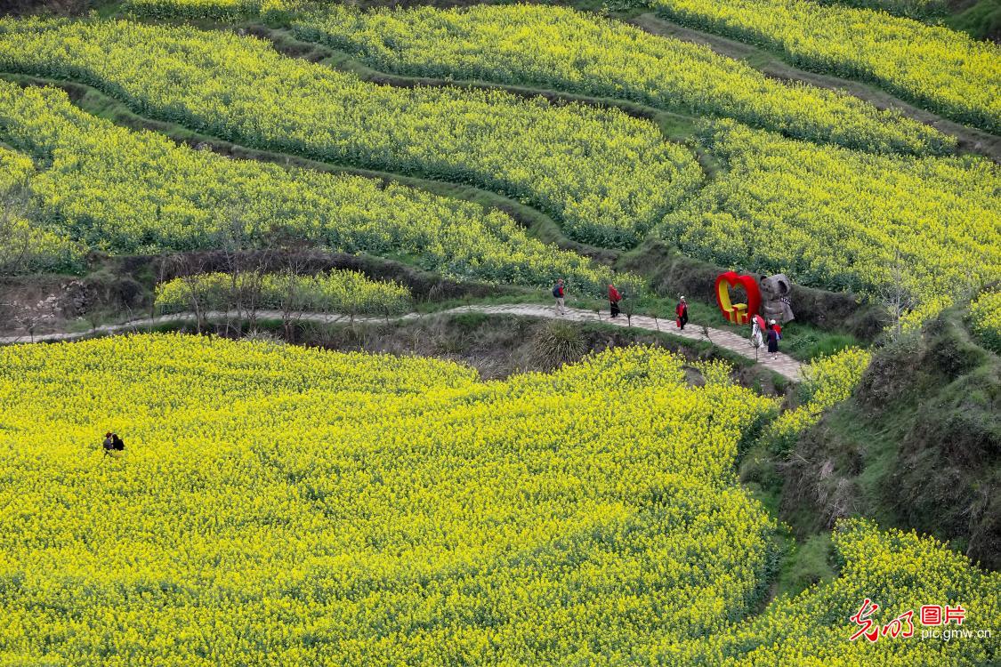 灵山花开迎客来