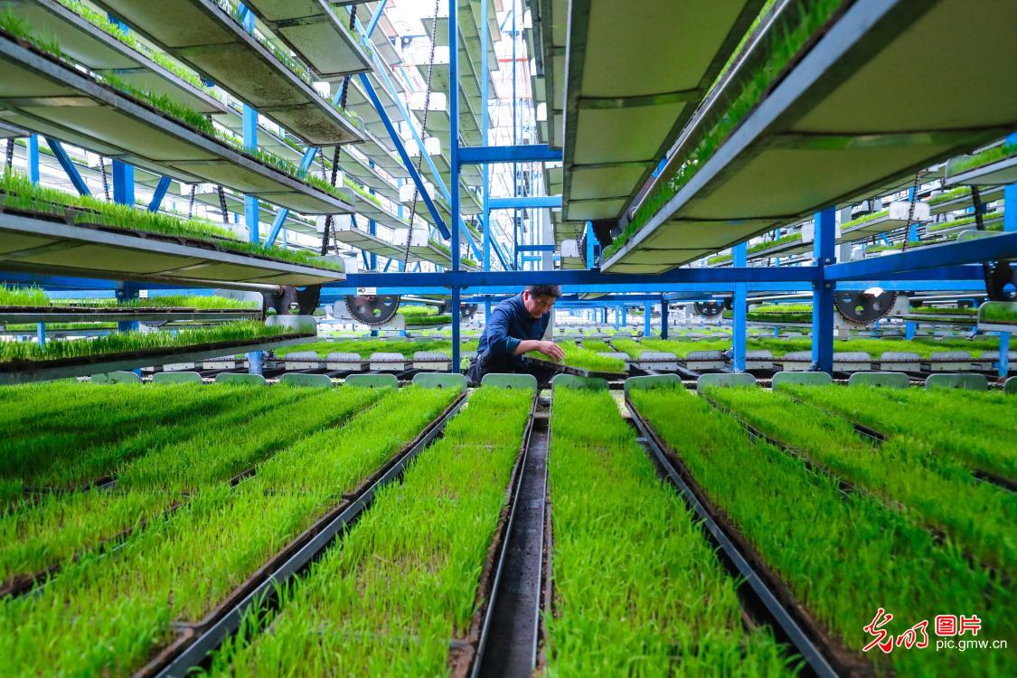 智能育秧助力春耕