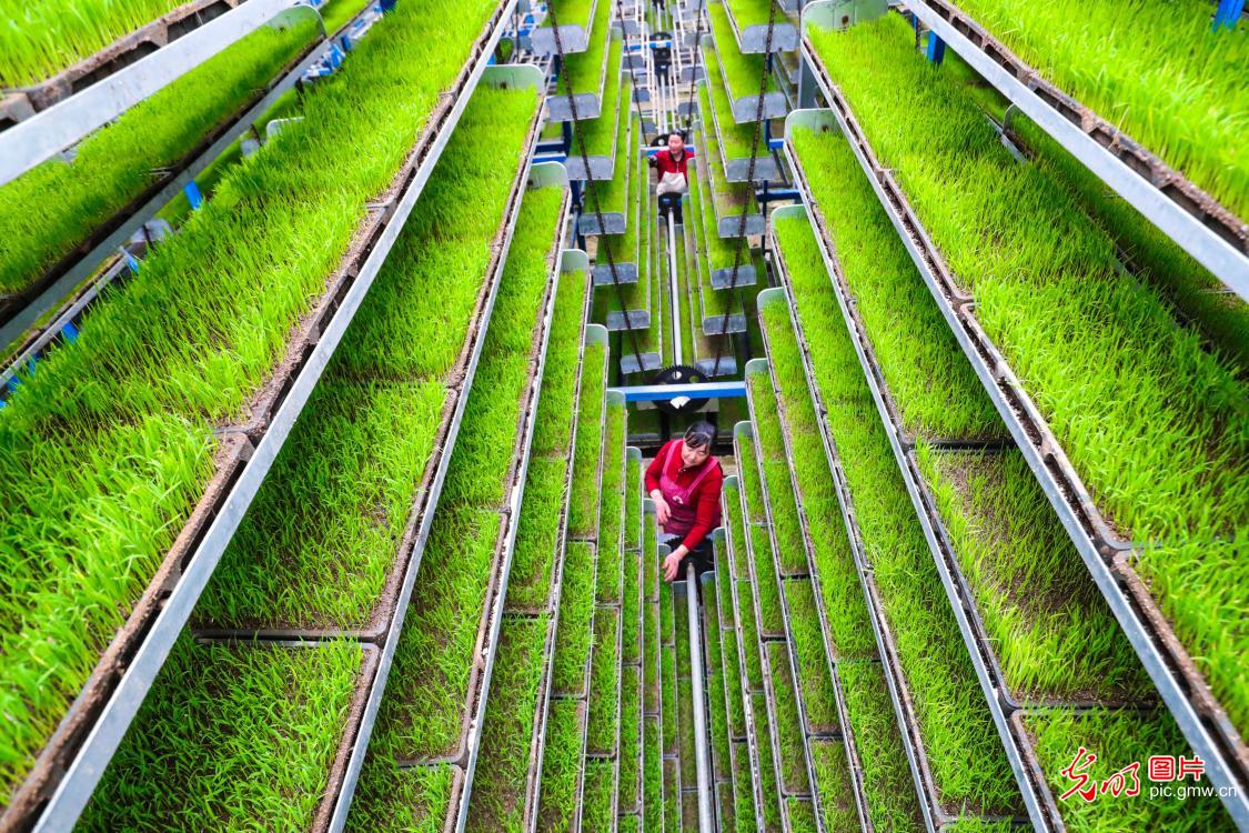 智能育秧助力春耕