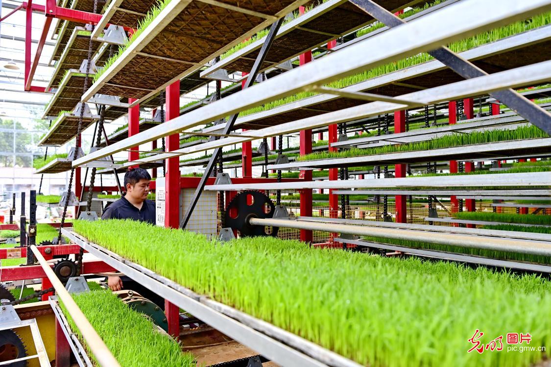 智能育秧助力春耕