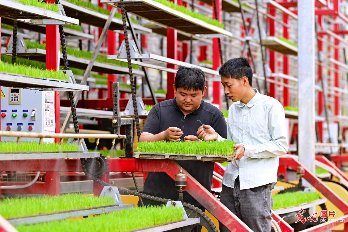 智能育秧助力春耕