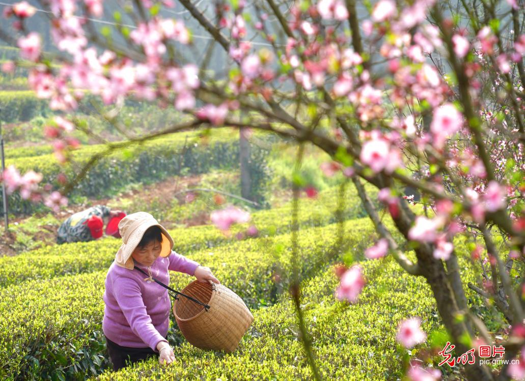 3月23日-29日光明图片一周见报作品精选