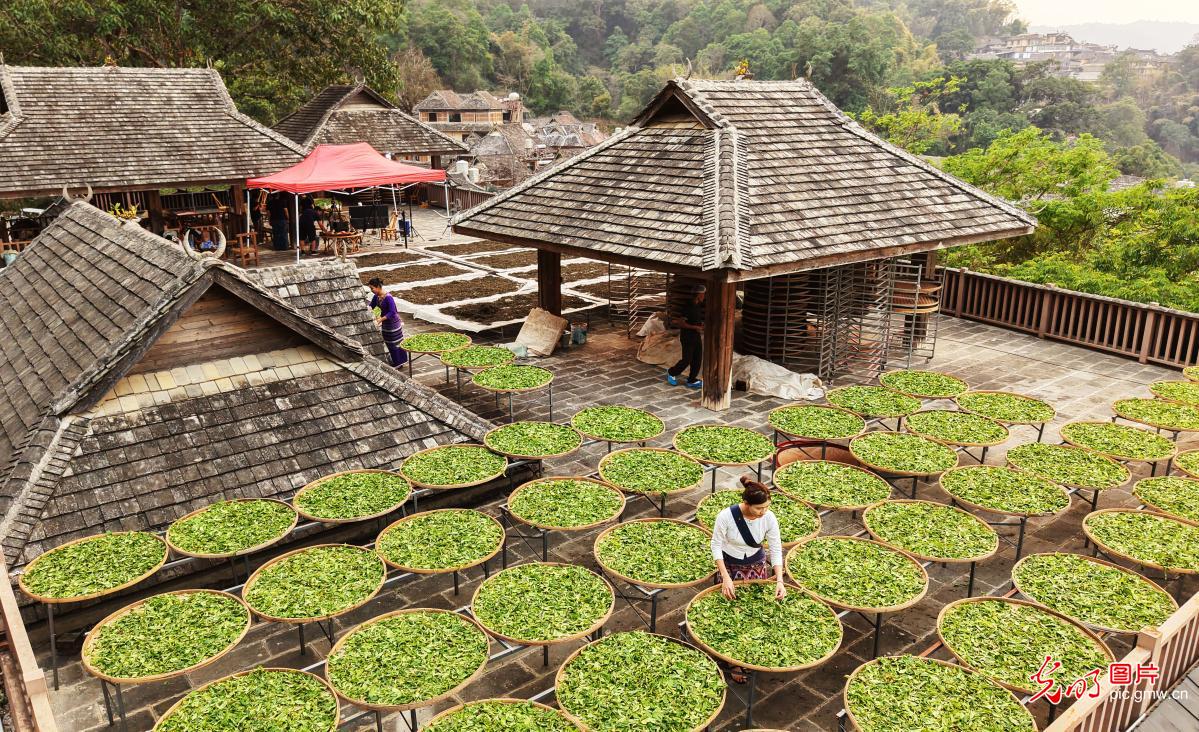 “晒”在屋顶上的景迈山春天