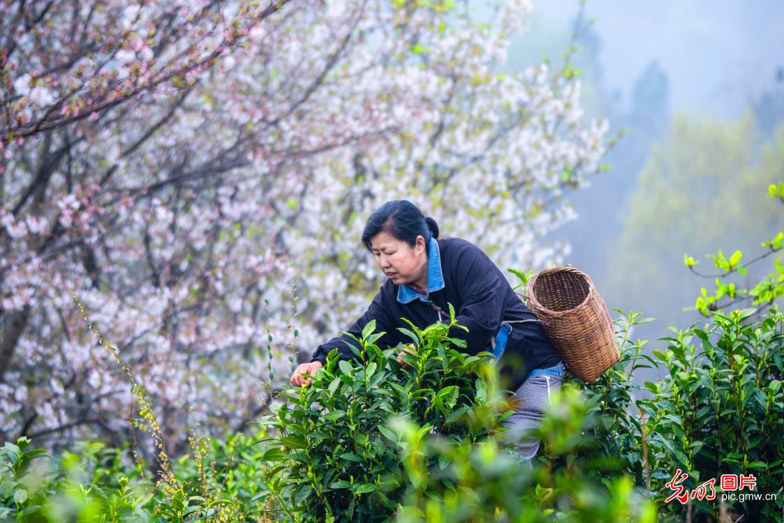 抢抓农时采春茶 茶香满园促增收 抢抓农时采春茶 茶香满园促增收
