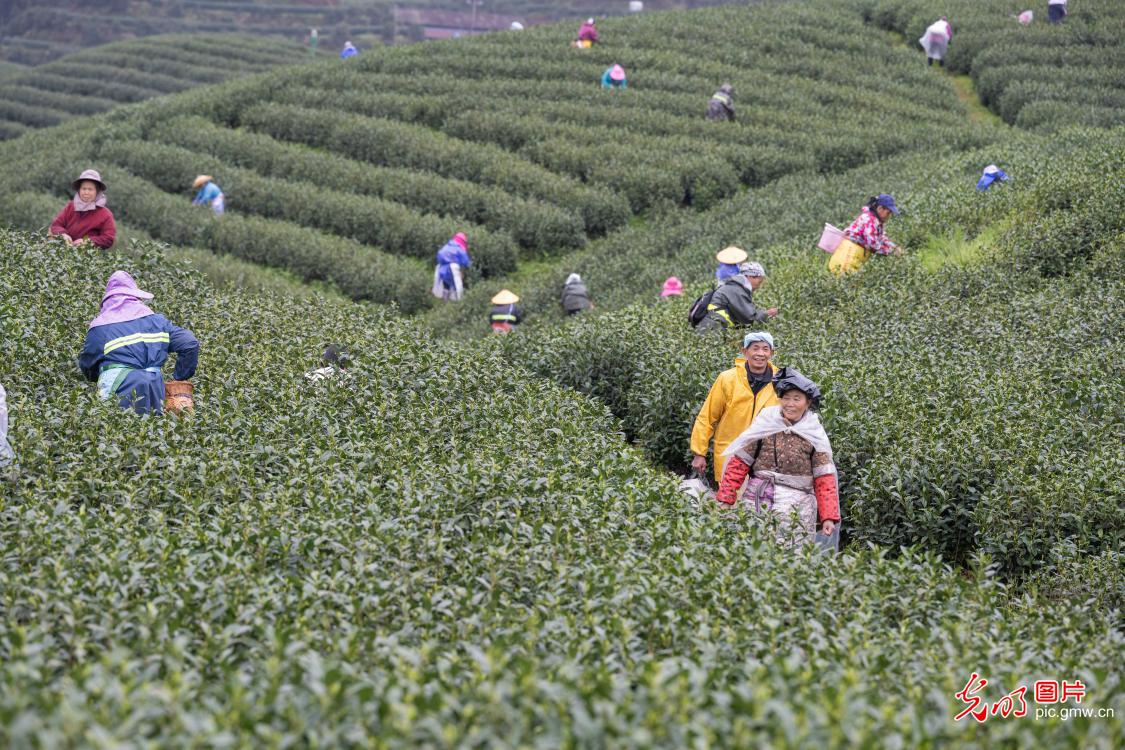 抢抓农时采春茶 茶香满园促增收 抢抓农时采春茶 茶香满园促增收