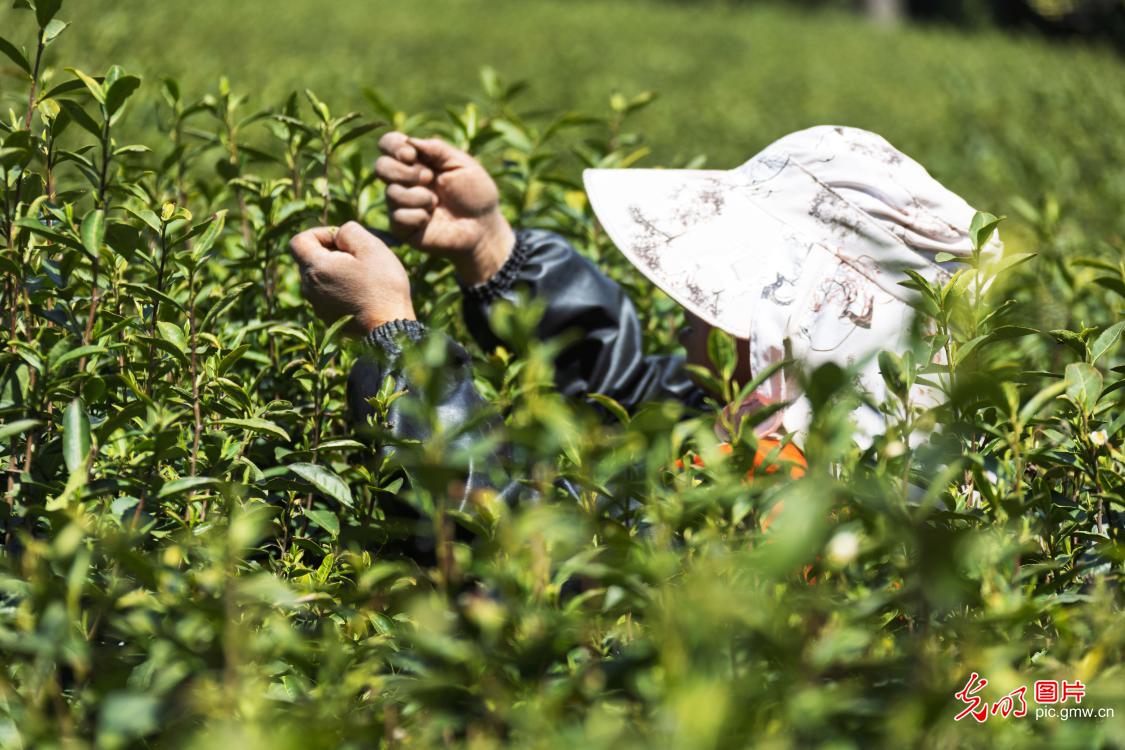抢抓农时采春茶 茶香满园促增收 抢抓农时采春茶 茶香满园促增收