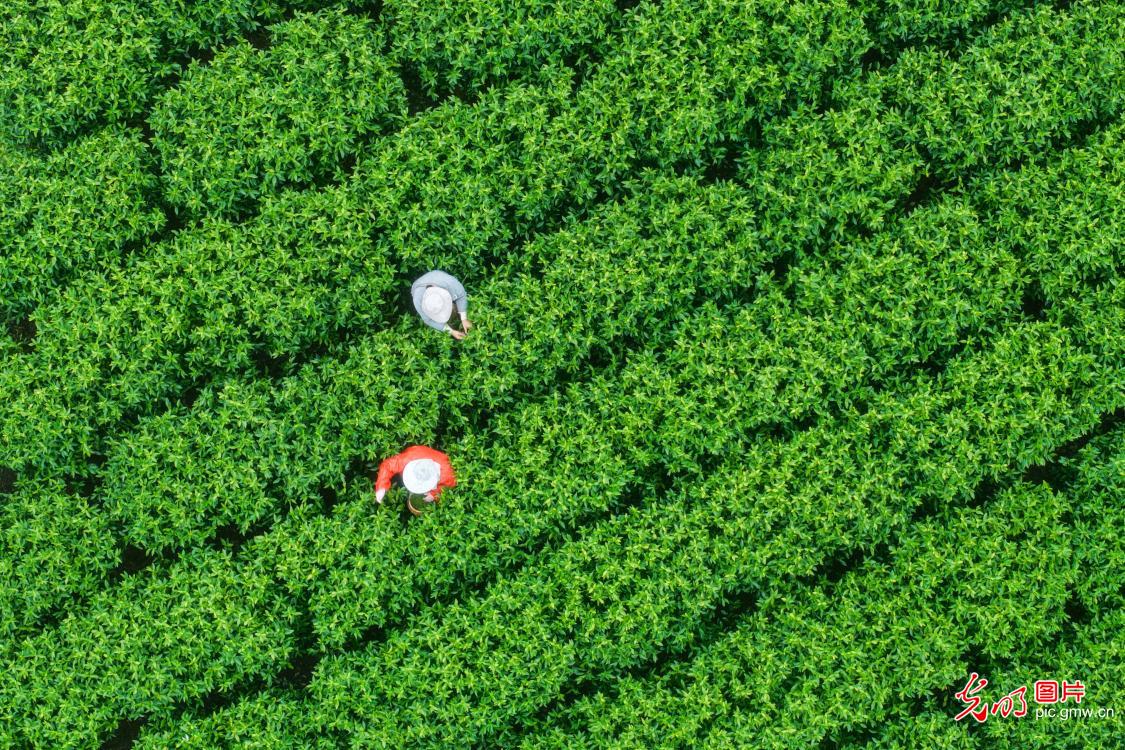 抢抓农时采春茶 茶香满园促增收 抢抓农时采春茶 茶香满园促增收