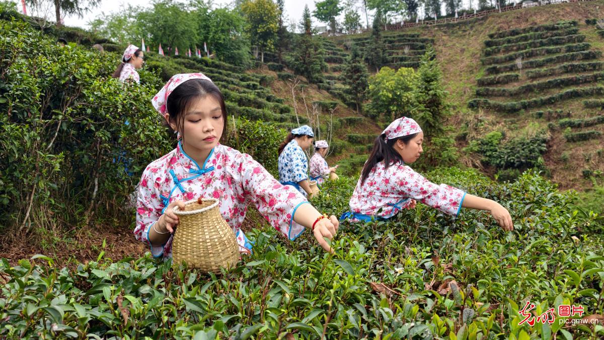 抢抓农时采春茶 茶香满园促增收 抢抓农时采春茶 茶香满园促增收