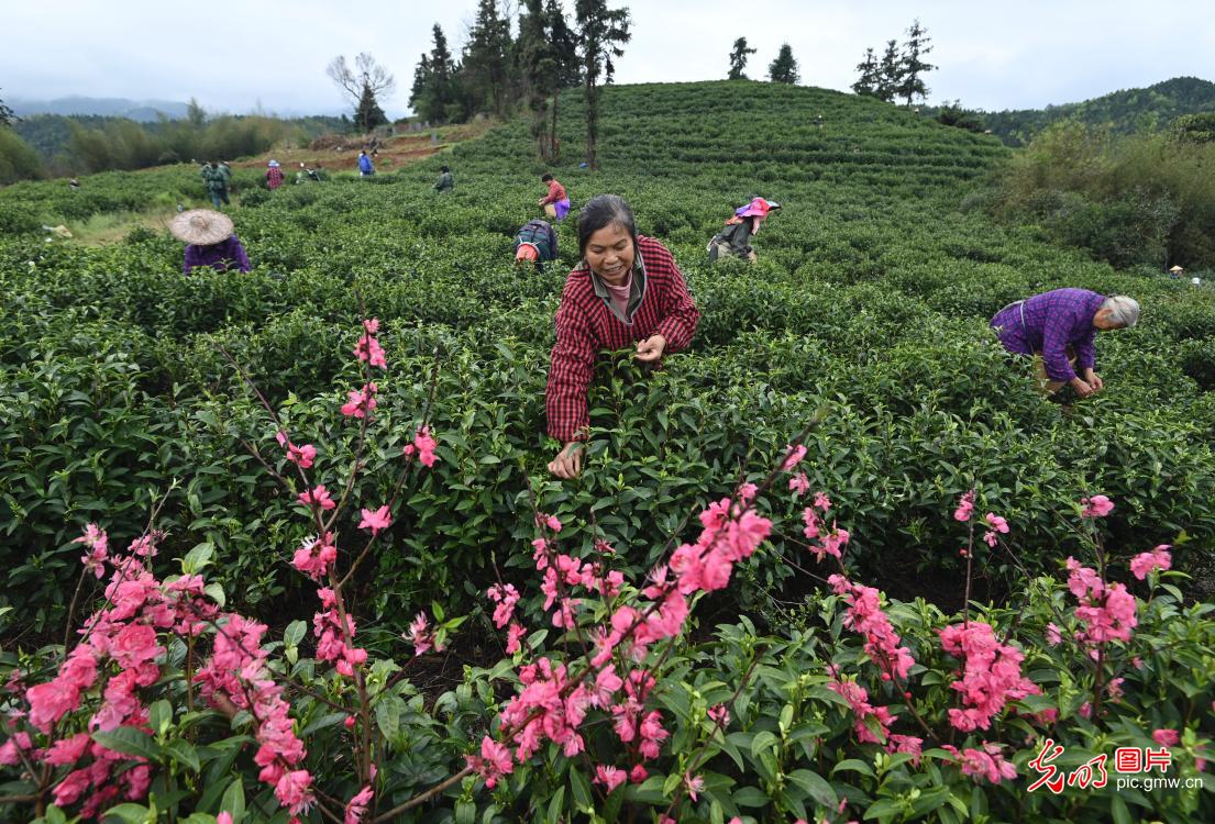 抢抓农时采春茶 茶香满园促增收 抢抓农时采春茶 茶香满园促增收