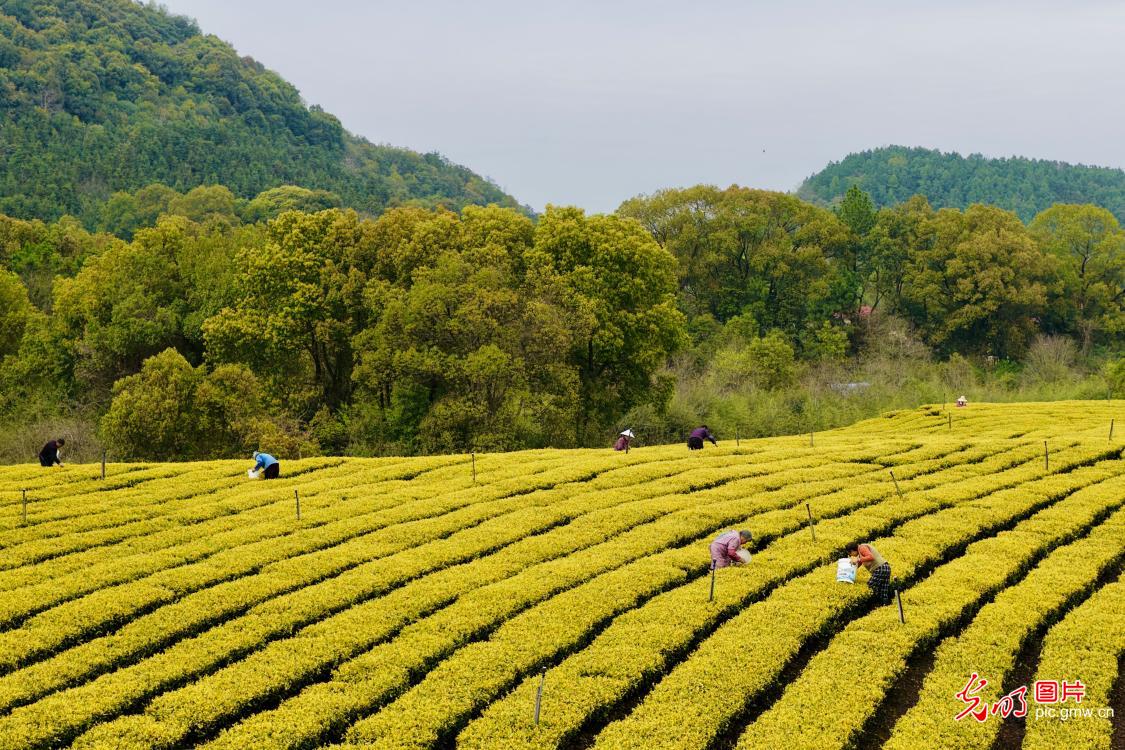 抢抓农时采春茶 茶香满园促增收 抢抓农时采春茶 茶香满园促增收