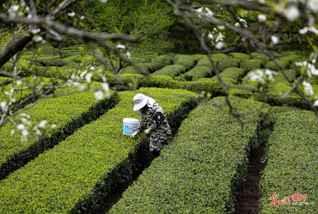 抢抓农时采春茶 茶香满园促增收 抢抓农时采春茶 茶香满园促增收